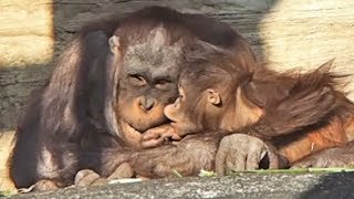 なき虫リキ(♂7歳)が又鳴いた!!・オランウータン