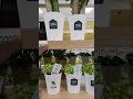 దక్షిణ కొరియా లో ఇంట్లో పెంచుకునే మొక్కలు indoor plants telugu vlogs korea shorts