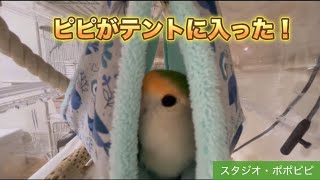 ピピがテントに入った！　#コザクラインコ　#オカメインコ　#セキセイインコ