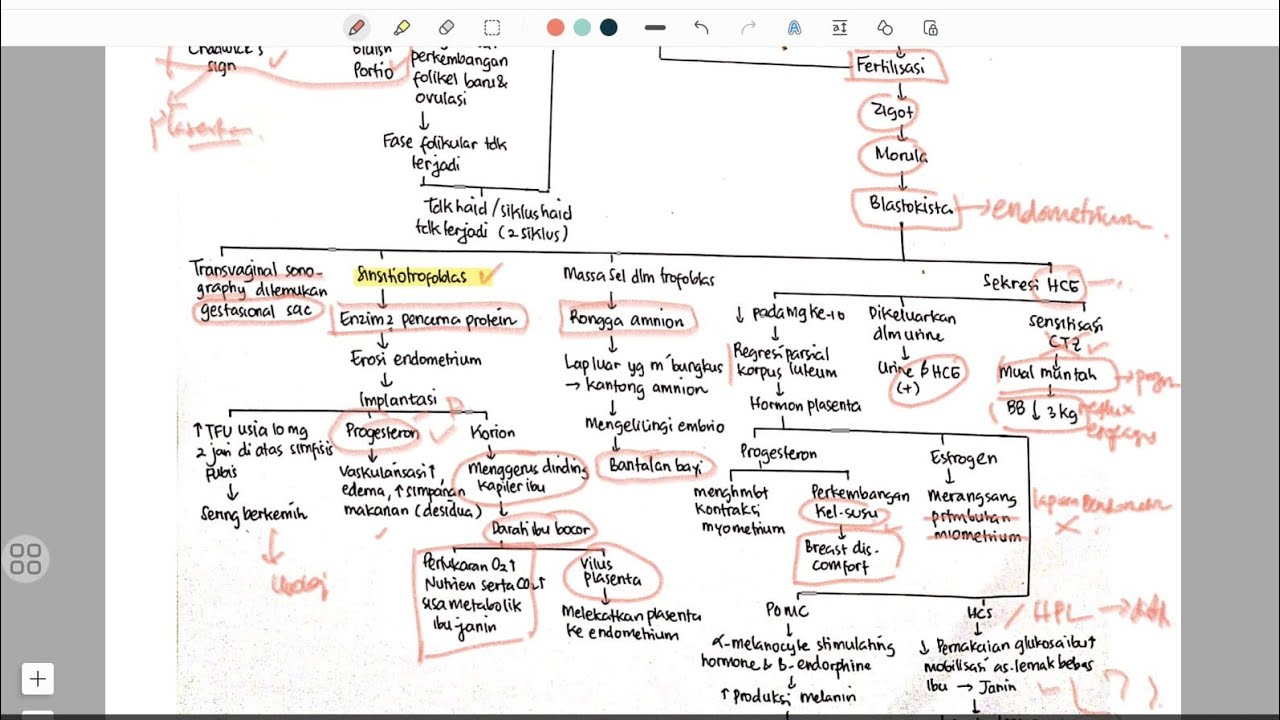 Fisiologi Kehamilan - YouTube