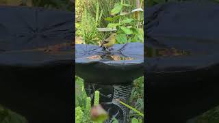 Goldfinch at the birdbath.