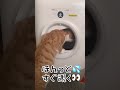 自動トイレを使ってみた。其の2＃猫トイレ＃自動トイレ＃猫動画＃gato