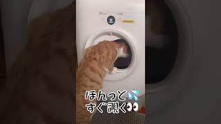 自動トイレを使ってみた。其の2＃猫トイレ＃自動トイレ＃猫動画＃gato