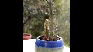 How to Plant a Spiky Succulent Euphorbia in a Pot