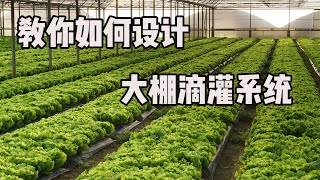 教你如何设计大棚的滴灌系统【付老师种植技术团队官方频道】