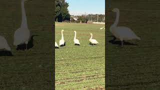 野鳥　白鳥飛来　那珂市