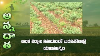 Heavy rain effect on chilli crop – care and management | అధిక వర్షాల సమయంలో మిరపతోటల్లో యాజమాన్యం