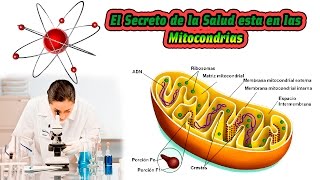 El Secreto de la Salud esta en las Mitocondrias