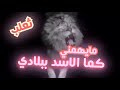 مستر ليون دامي سامي mr.lion dami sami lyrics video 2020