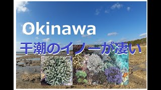 【沖縄】ガサガサ干潮にサンゴが顔を出す磯!（イノー）