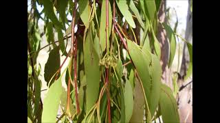 Mistletoe for Sinuses and Lungs, Sense of Wellness, Healthy Heart, Pain Reliever