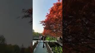 Autumn Scenery in Xiamen during Winter厦门冬日的秋景