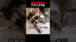 ある家族が孤独なアライグマの赤ちゃんを養子に迎えました