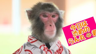 今日は渋めの、らん丸🐵君❗❗❗　猿まわし🐵💝　二助企画