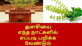 துளசியை எந்த நாட்களில் எப்படி பறிக்க வேண்டும்