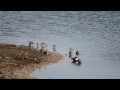 brownsea winter wildlife