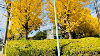 【イチョウ】荒子公園2023年11月下旬