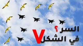 لماذا تحلق الطيور علي شكل حرف v 😱😱 سبحان الله