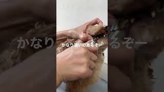 トイプードル　ルドちゃん歯石とり（凄いの取れた）Tartar removal