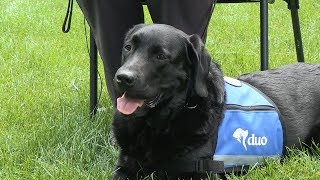 Meet Hitch! Lake County State's Attorney's Office Service Dog for Specialty Courts
