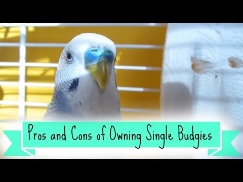 Pros and Cons of Owning Single Budgies Pros and Cons of Owning Single Budgies