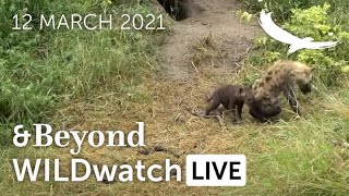 WILDwatch Live | 12 March, 2021 | Morning  Safari | Part 2 | South Africa