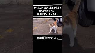 野良猫の避妊手術をしたはいいが明らかに態度がよそよそしくなった。#野良猫#母猫#TNR