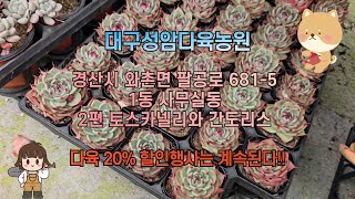 대구성암다육농원  1동 사무실동  -  2편 토스카넬리와 간도리스