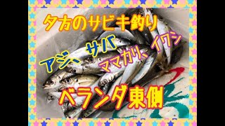 夕方のサビキ釣りでアジ＆マイワシ！　fishingmax芦屋店