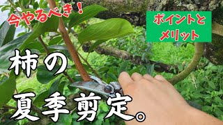 今やるべき！柿の夏季剪定。