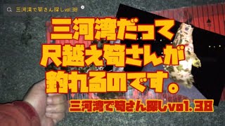 【三河湾　ロックフィッシュ】三河湾だって尺越え筍さんが釣れるのです。