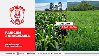 Panicum x Brachiaria l Podcast #25