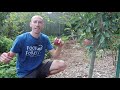 5 Beginner Gardening Mistakes to Avoid When Growing Fruit Trees