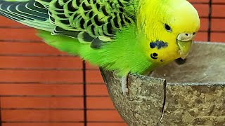 happy budgie sounds