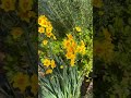 20240128 黄水仙盛放 yellow narcissus 美到有自恋的资格了 easygardening 玫瑰花園 iheartcalifornia zone9b