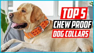 ✅Top 5 Best Chew Proof Dog Collars Reviews in 2024