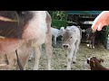 人懐っこい可愛い仔牛ちゃん cute friendly calves　2016 0924