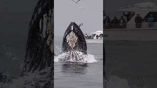 A Huge Whale Fish Found In Arabian Sea #shorts