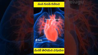 మన గుండె 💓 గురించి మనకి తెలియని విషయం 😱 || Heart Facts That Will Blow Your Mind || #factszonetelugu