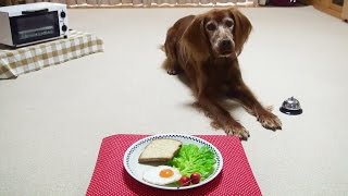 Trick Dog Champion TDCH - Kiwi the Irish Setter