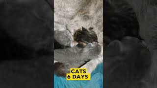 Cats 6 days