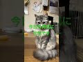 ねこ猫×8 寝起きなリリィ