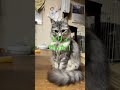 ねこ猫×8 寝起きなリリィ