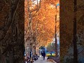 autumn colors in shanghai