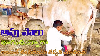 ఆవు పాలు పితకడం ఫుల్ వీడియో #cowmilk #goodskill #trending