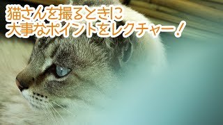 【カメラ】猫を撮る時のノウハウ色々！【初心者】高松編第20話