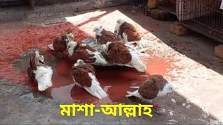 আজকে আমার কালারিং দেশি গোল্লা কবুতর গুলাকে গোসল দিলাম।Today I bathed my colouring deshi golla pigeon