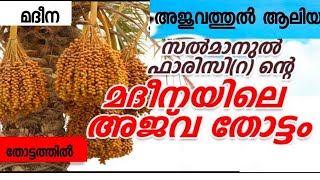 മദീനയിലെ ഈ തോട്ടം കാണാൻ എന്തൊരു ചന്തം