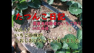 【新規就農】たつんこ日記Vol11　いちご株がしおしおになってしまいました【田舎暮らし】