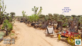 Ancient Olive forest and his Magic.   Derech hazayit 4K/ משתלת דרך הזית